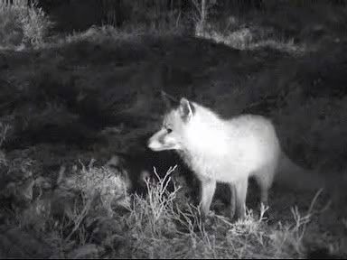 Fallow Deer Cam from New Forest (Lyndhurst, UK) Warning!!! You will see animal corpses here! - Page 10 Internettv2010-01-3019-54-39-96