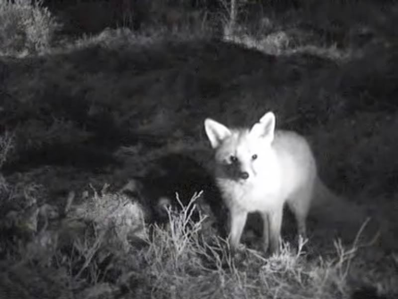 Fallow Deer Cam from New Forest (Lyndhurst, UK) Warning!!! You will see animal corpses here! - Page 10 Internettv2010-01-3019-54-58-00-1