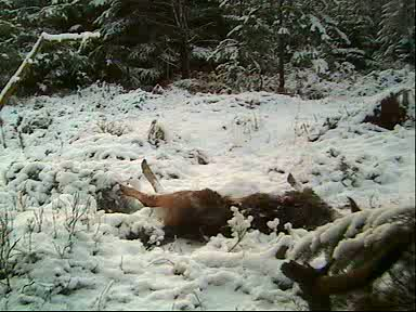 Fallow Deer Cam from New Forest (Lyndhurst, UK) Warning!!! You will see animal corpses here! - Page 9 Untitled001