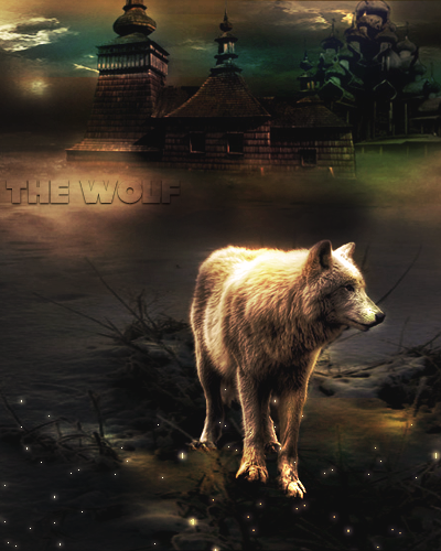 The wolf Thewolf1