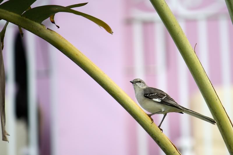 2 oiseaux de la Jamaique Inconnu1