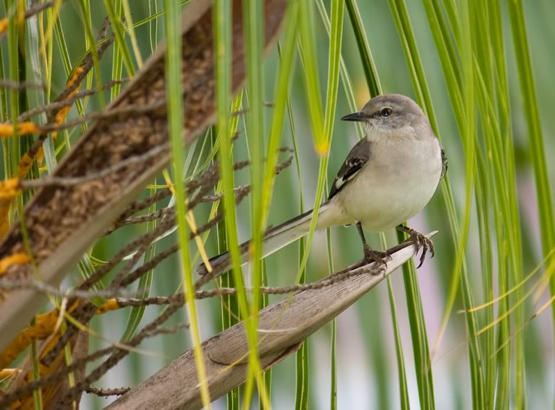 2 oiseaux de la Jamaique Inconu1