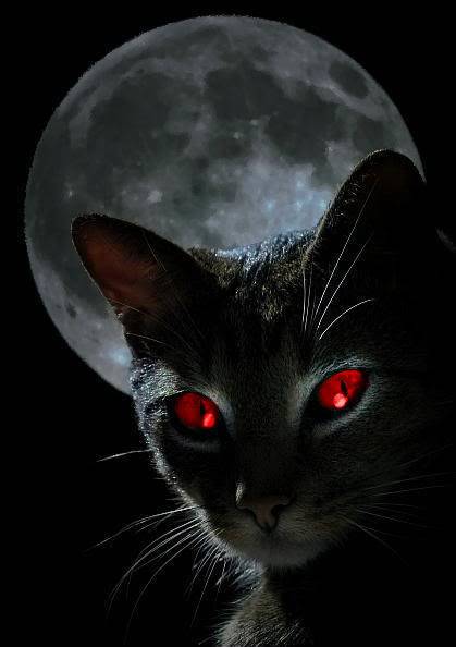 Saving the Universe from...overdose... Black-cat-moon1