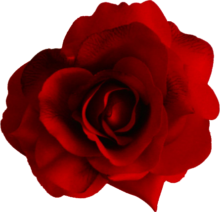 C'est la Saint Valentin : qui sera la Nation de l'Amour 2012 ? Red-rose-1