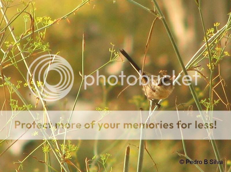 Fotografia - Página 2 ChapimRabilongoAegithaloscaudatus