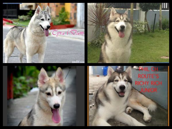 sable and white husky 78846310777589681352683761751