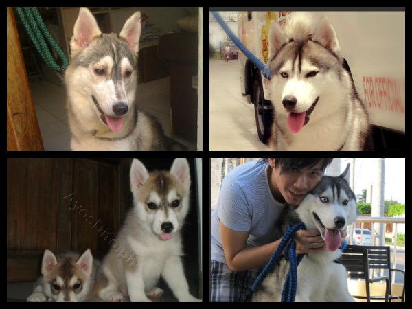 grey and white husky 87851360393688081352684145793