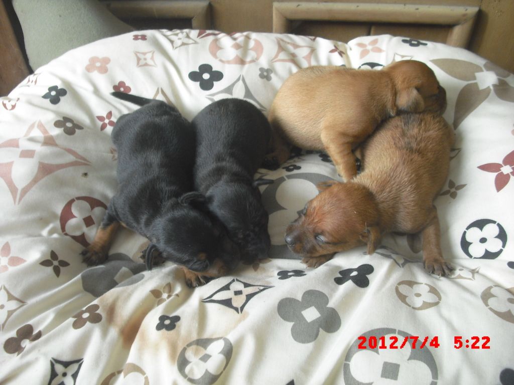 minipin puppies for sale CIMG4981