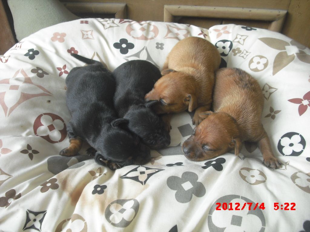 minipin puppies for sale CIMG4982