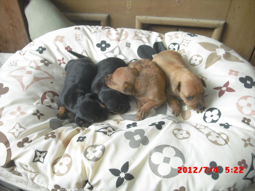 minipin puppies for sale CIMG4983