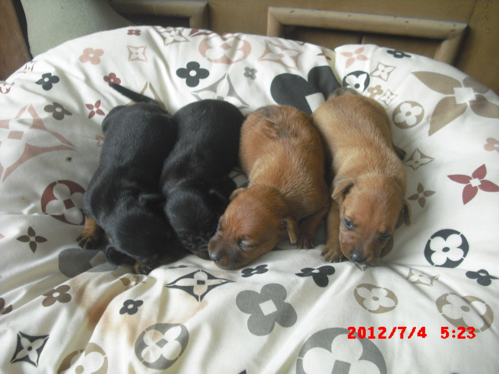 minipin puppies for sale CIMG4984
