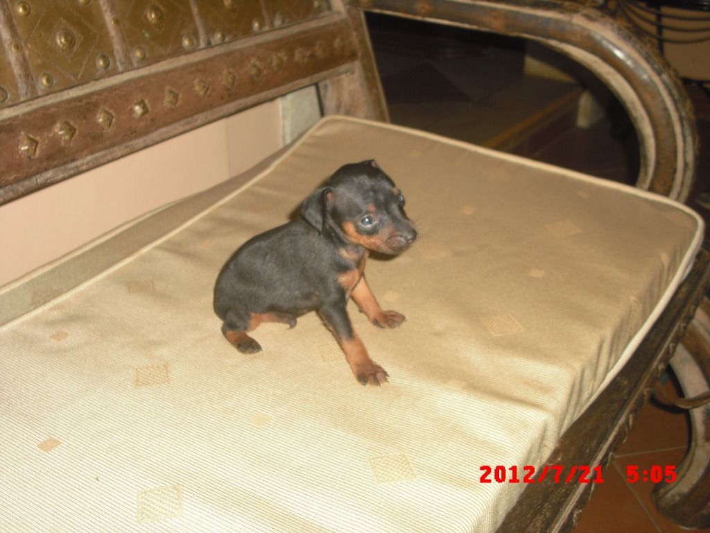 minipin puppies for sale CIMG5024