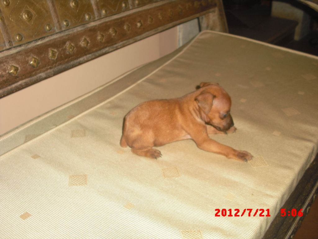 minipin puppies for sale CIMG5025