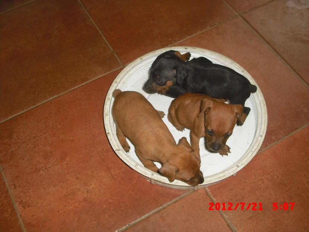 minipin puppies for sale CIMG5030