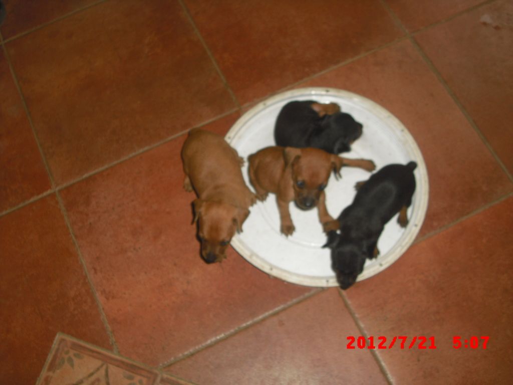 minipin puppies for sale CIMG5031