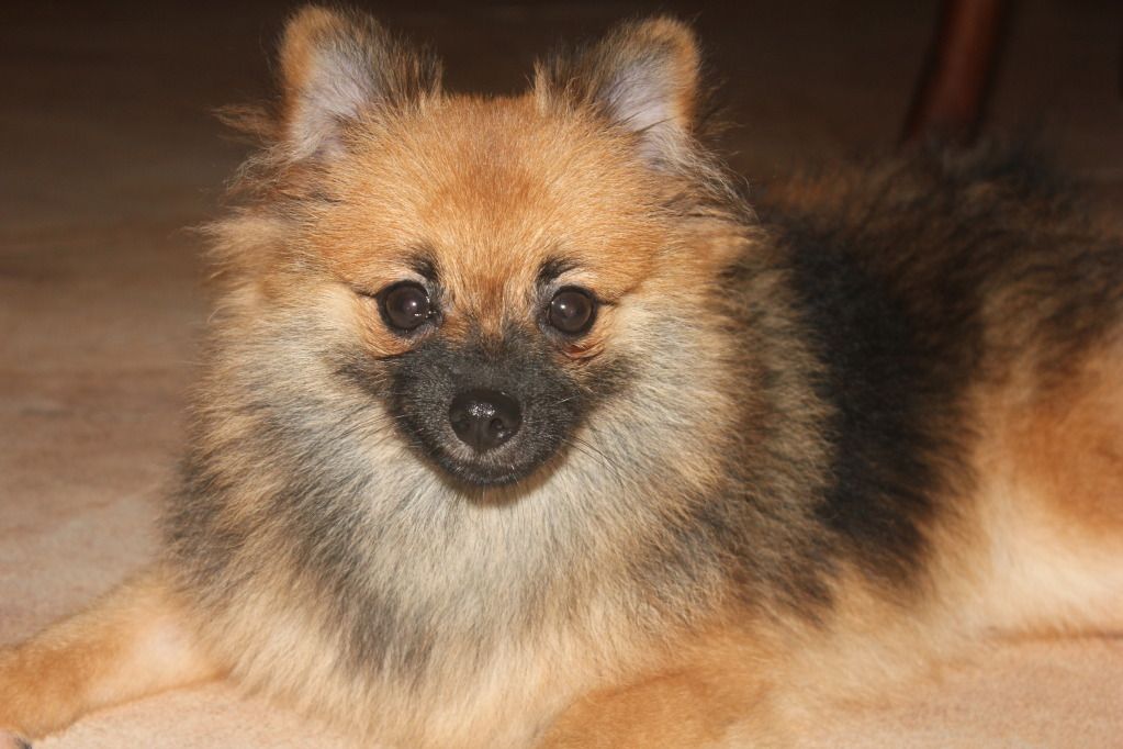 binky my female pom 8 month old IMG_3972