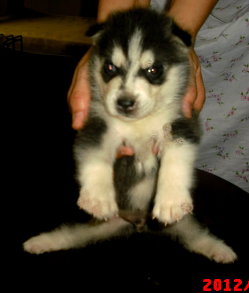 siberian husky puppies for sale CIMG5188-1