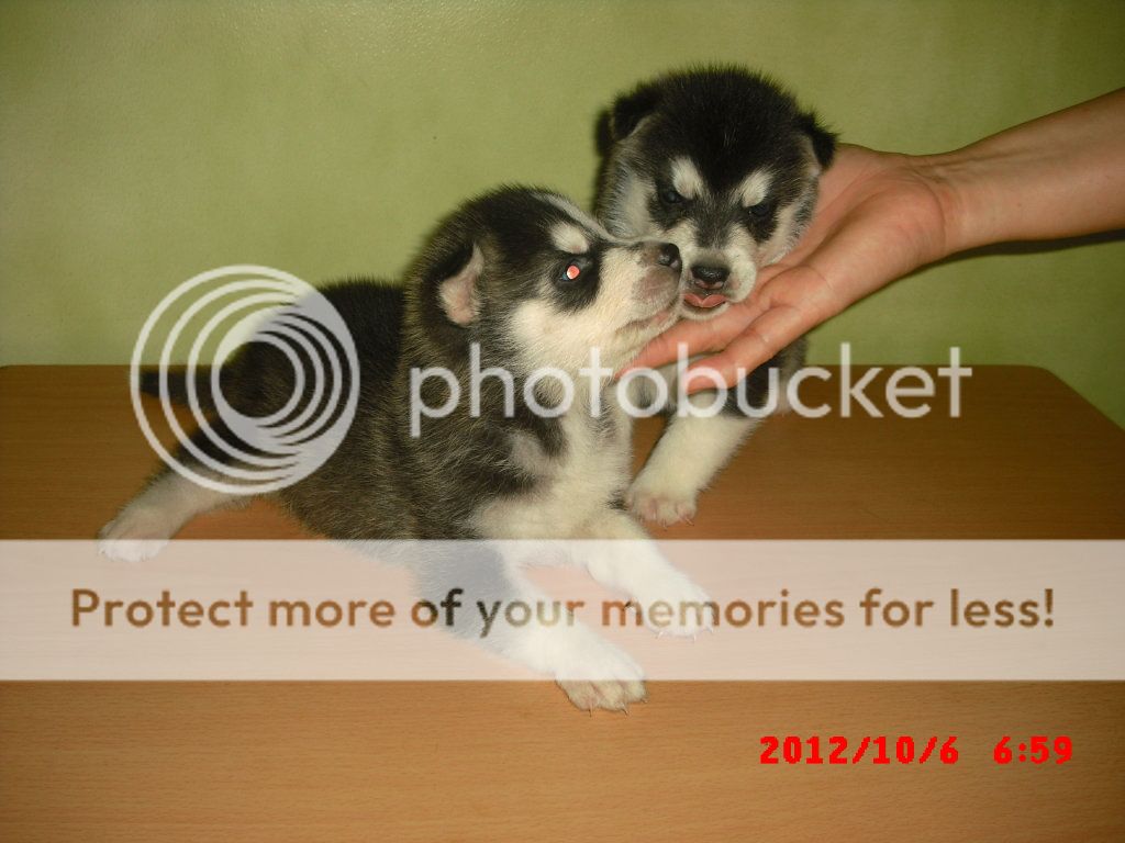 siberian husky puppies for sale CIMG5193