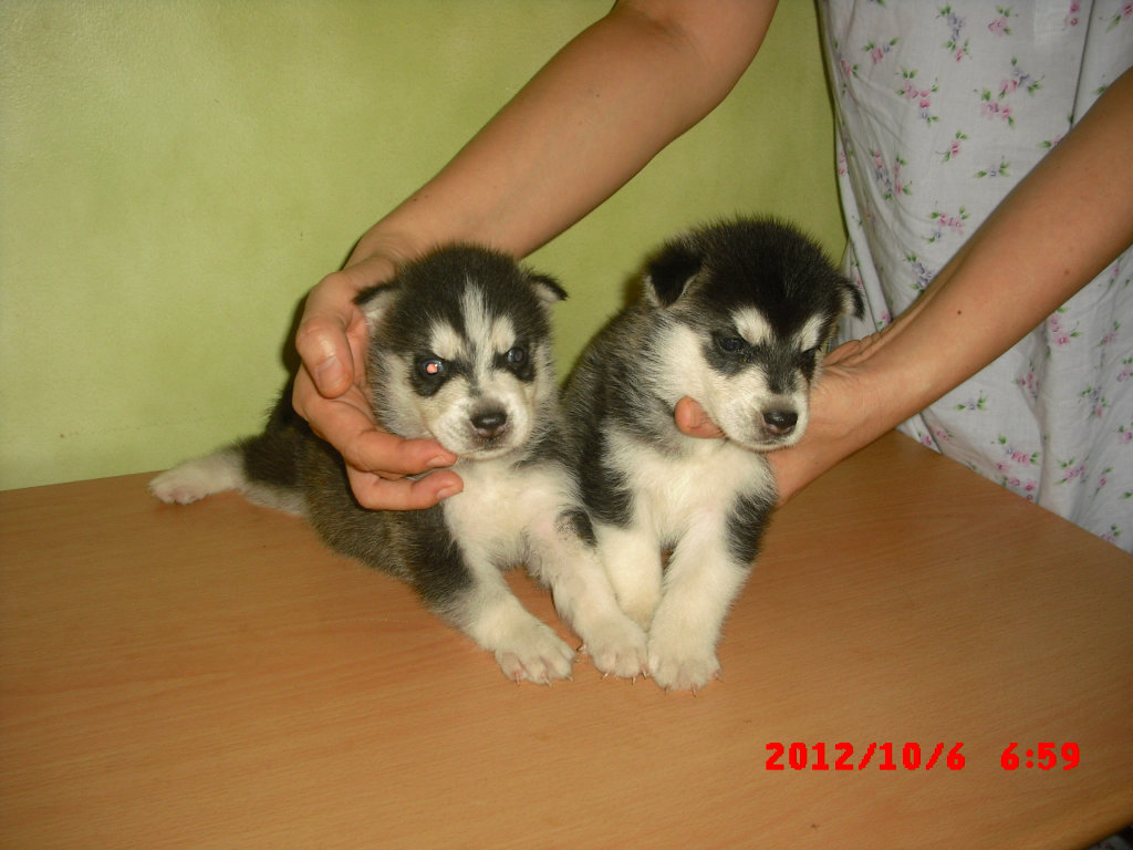 siberian husky puppies for sale CIMG5196