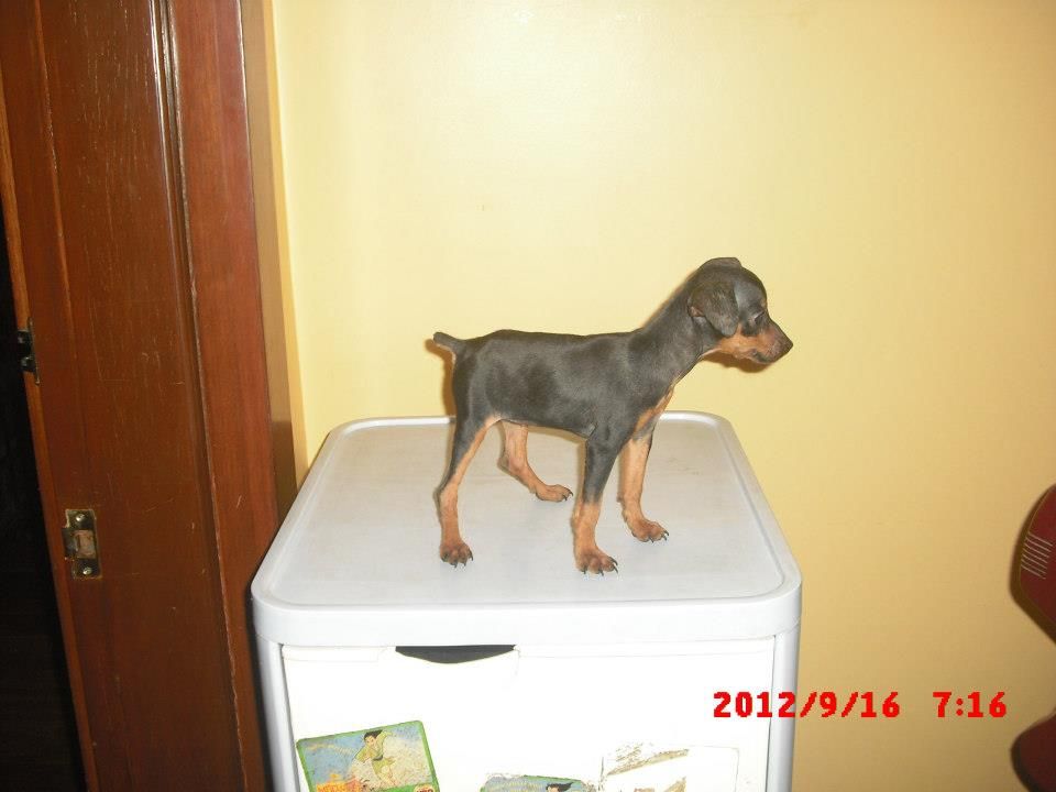 minipin puppies for sale 2_zps1da1b039