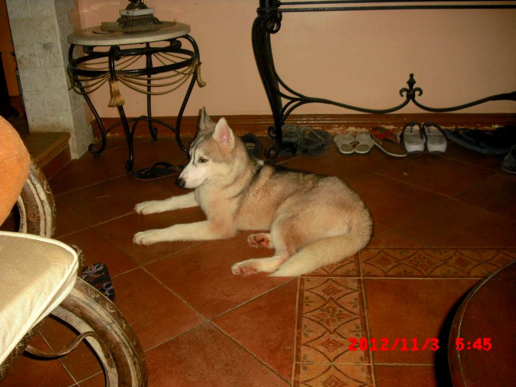 sable and white husky CIMG5360