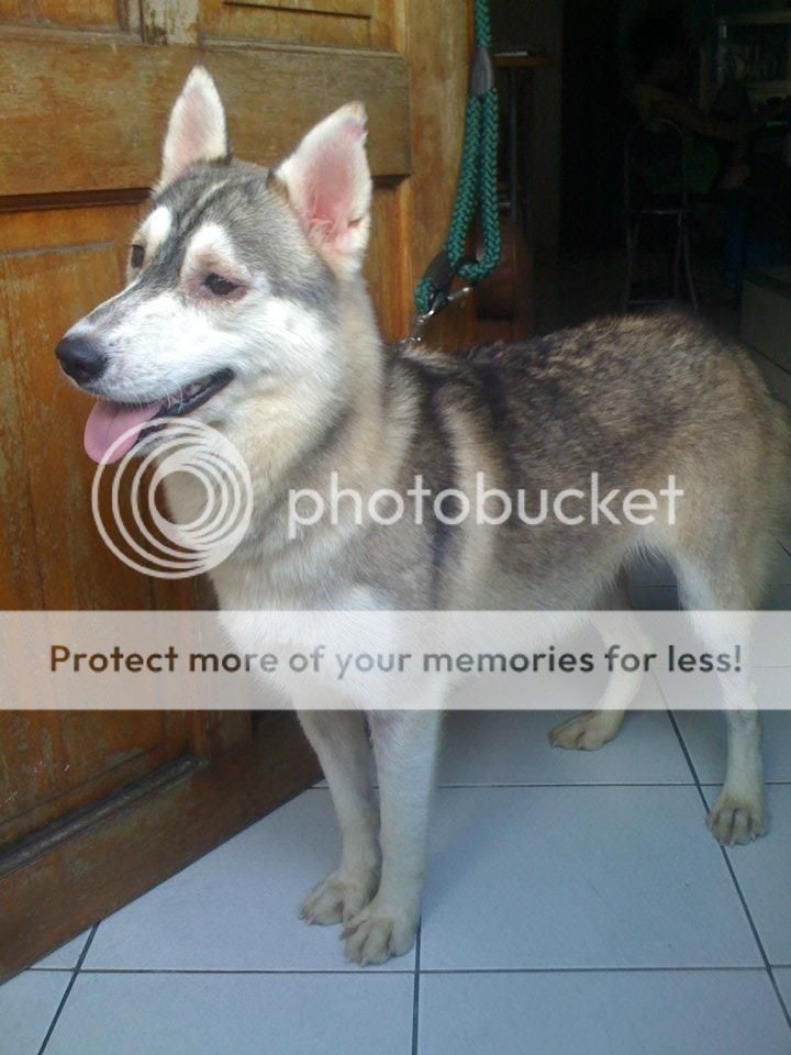 grey and white husky Kai