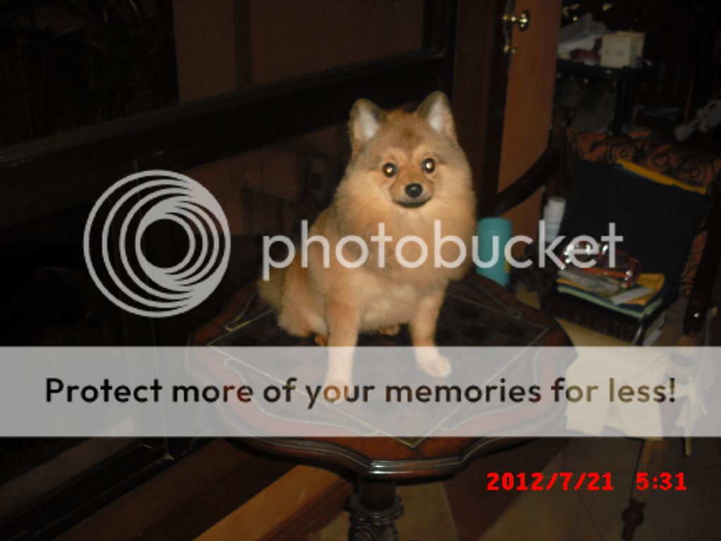 zack my male pomeranian CIMG5037