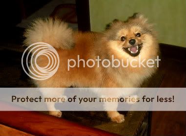 zack my male pomeranian CIMG5329