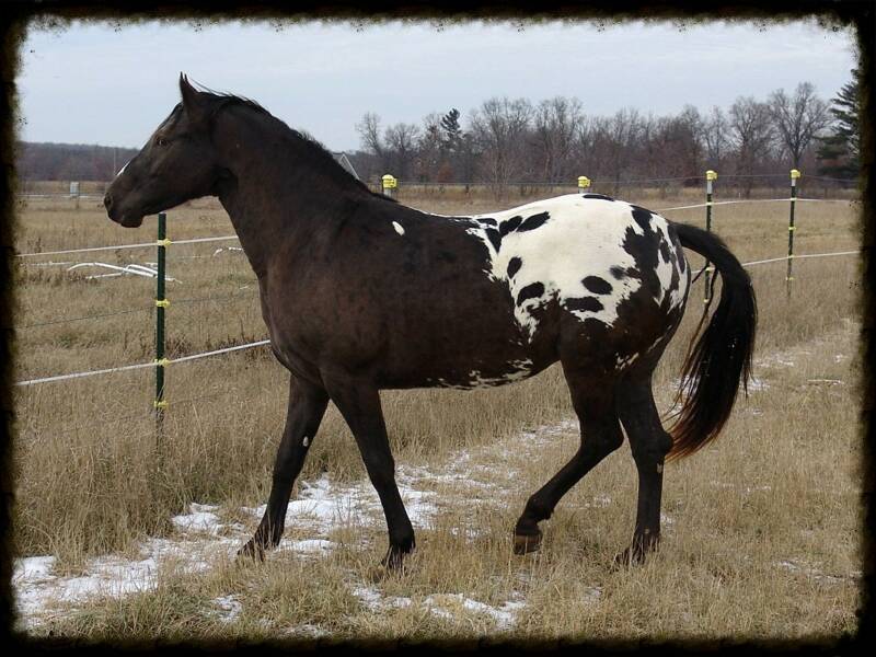 Blood and Steam: Four Legged Companions 80febb0f-b4d7-40d5-9148-a70358d35895_zps63bc65d9