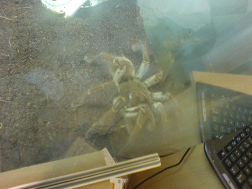 Got myself a goliath birdeater lol DSC00398