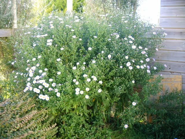 Aster Purpurea !!! LOLA016