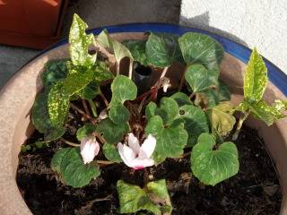 cyclamen SAM_0507