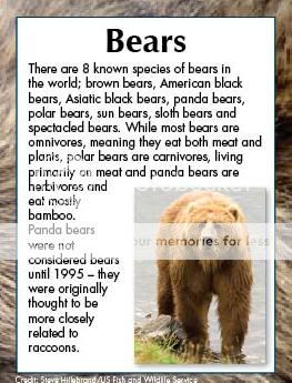 Paws Fur Nature: Bears Bearsmag