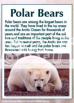 Paws Fur Nature Magazine: Polar Bears Polarbears