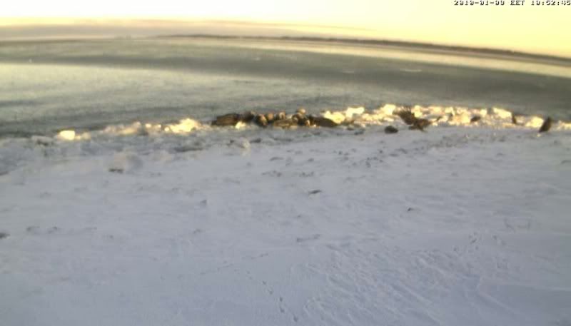 Grey Seal webcam - Page 7 1001090953103