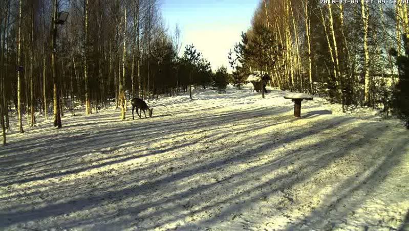 Estonian Wild Pig Cam 2010 1003090850006