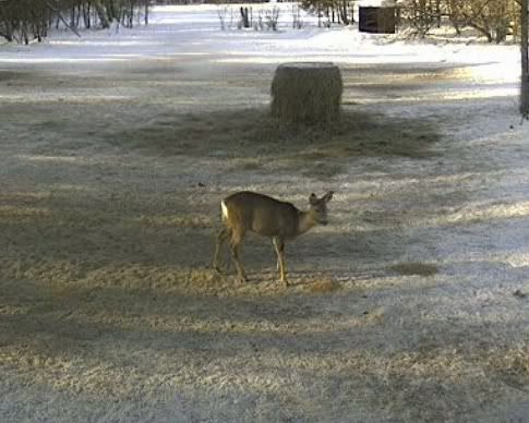 Second Estonian Wild Pig Cam 2010 in Lääne Virumaa - Page 25 Untitled-23