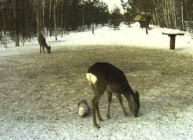 Estonian Wild Pig Cam 2010 - Page 10 Untitled-24