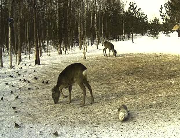 Estonian Wild Pig Cam 2010 - Page 10 Untitled-25