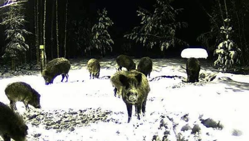 Estonian Wild Pig Cam 2010 - Page 32 Untitled-7