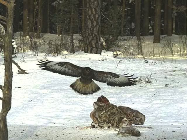 EAGLE WINTER FEEDING GROUND CAMERAS - Page 9 Untitled01-18