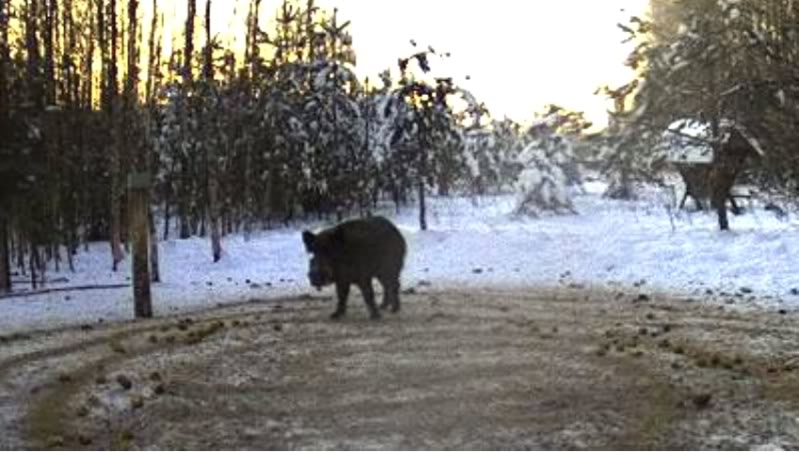 Estonian Wild Pig Cam 2010 - Page 4 Untitled01-9