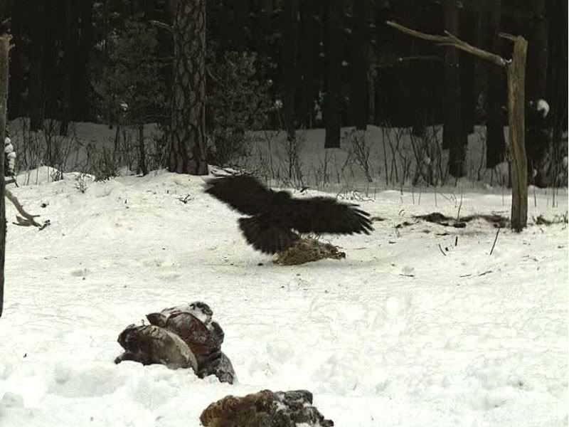 EAGLE WINTER FEEDING GROUND CAMERAS - Page 8 Untitled02-13