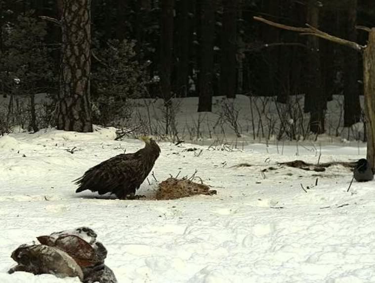 EAGLE WINTER FEEDING GROUND CAMERAS - Page 8 Untitled02-14