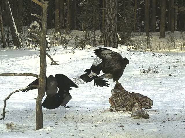 EAGLE WINTER FEEDING GROUND CAMERAS - Page 9 Untitled03-10