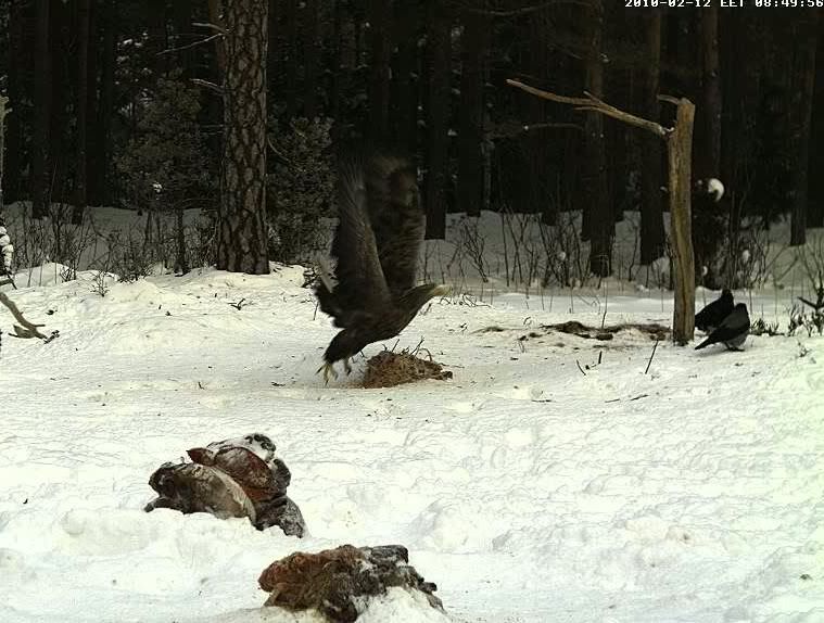 EAGLE WINTER FEEDING GROUND CAMERAS - Page 8 Untitled04-6