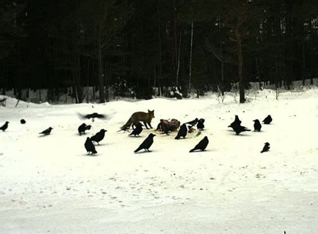 EAGLE WINTER FEEDING GROUND CAMERAS - Page 11 Untitled1-4