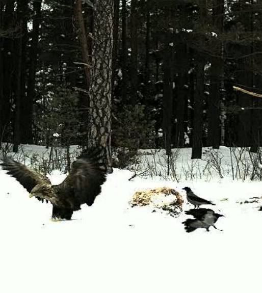 EAGLE WINTER FEEDING GROUND CAMERAS - Page 7 Untitled2-2