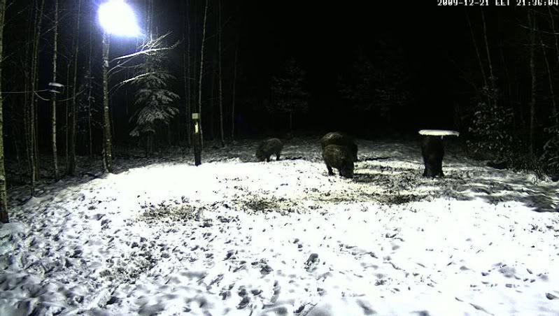 Estonian Wild Pig Cam 2010 - Page 2 Untitled020