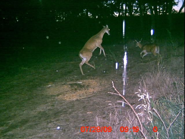 Good deer pics..... ICAM0045